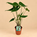 Alocasia Zebrina (Olifantsoor) met grote groene bladeren en gestreepte stelen, circa 75 cm hoog.