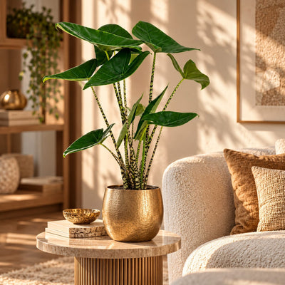 Alocasia Zebrina met grote groene bladeren en gestreepte stelen in een gouden sierpot
