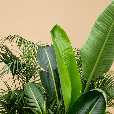 Close-up van de groene bladeren van de Kentia, Strelitzia Nicolai en Areca uit de Combideal XXL.