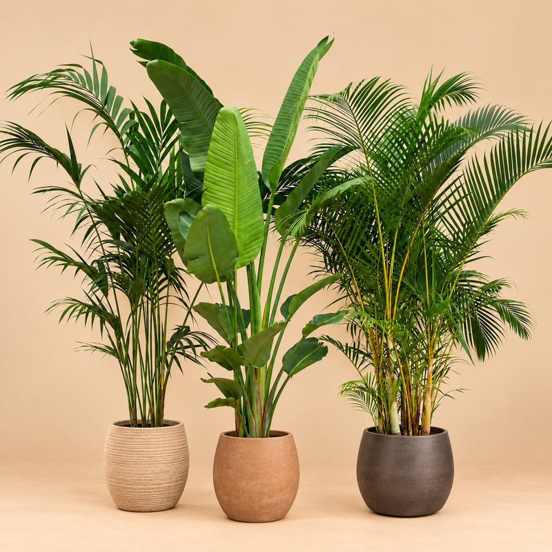 Combideal XXL met Kentia, Strelitzia Nicolai en Areca, drie grote groene kamerplanten.