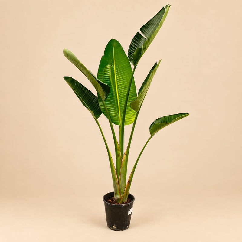Grote Strelitzia Augusta kamerplant van 180 cm met groene bladeren
