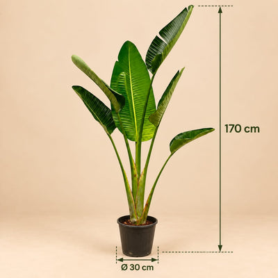 Grote Strelitzia Augusta kamerplant van 180 cm met groene bladeren
