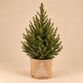 Kleine kerstboom Picea glauca Conica in een jute zak met witte kerstboomopdruk tegen een beige achtergrond.