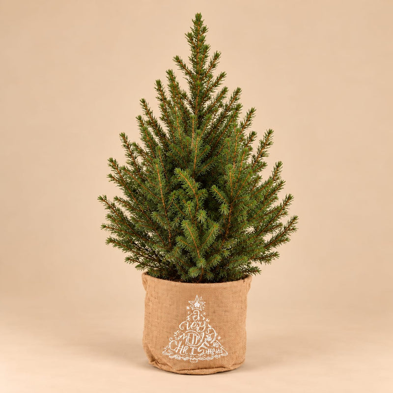 Kleine kerstboom Picea glauca Conica in een jute zak met witte kerstboomopdruk tegen een beige achtergrond.
