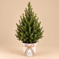 Kleine kerstboom Picea glauca Conica in een witte zinken pot met jute strik en ster tegen een beige achtergrond.