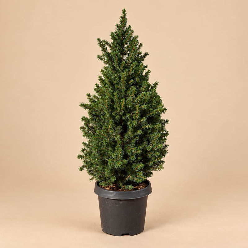 Kleine kerstboom Picea glauca Conica in een zwarte kweekpot tegen een beige achtergrond.