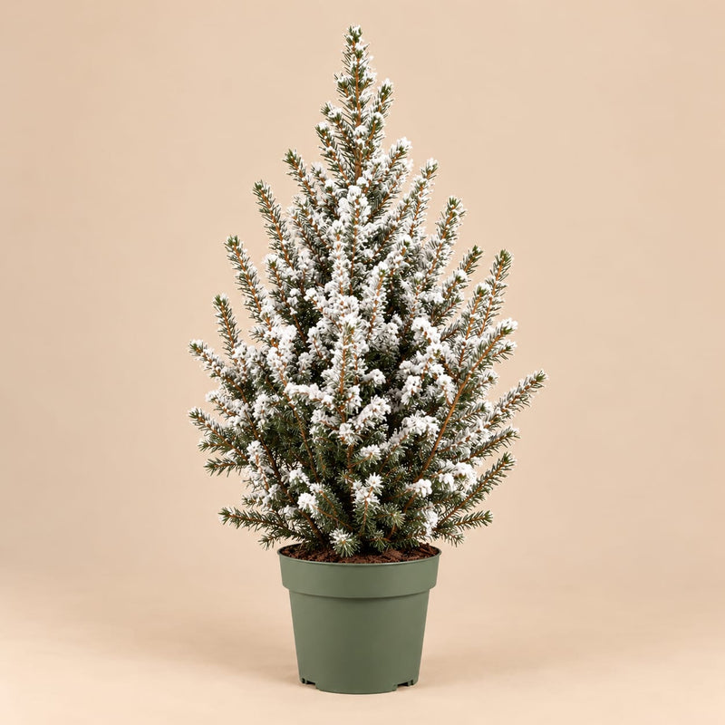 Kleine kerstboom Picea glauca Conica met witte kunstsneeuw in een groene kweekpot.