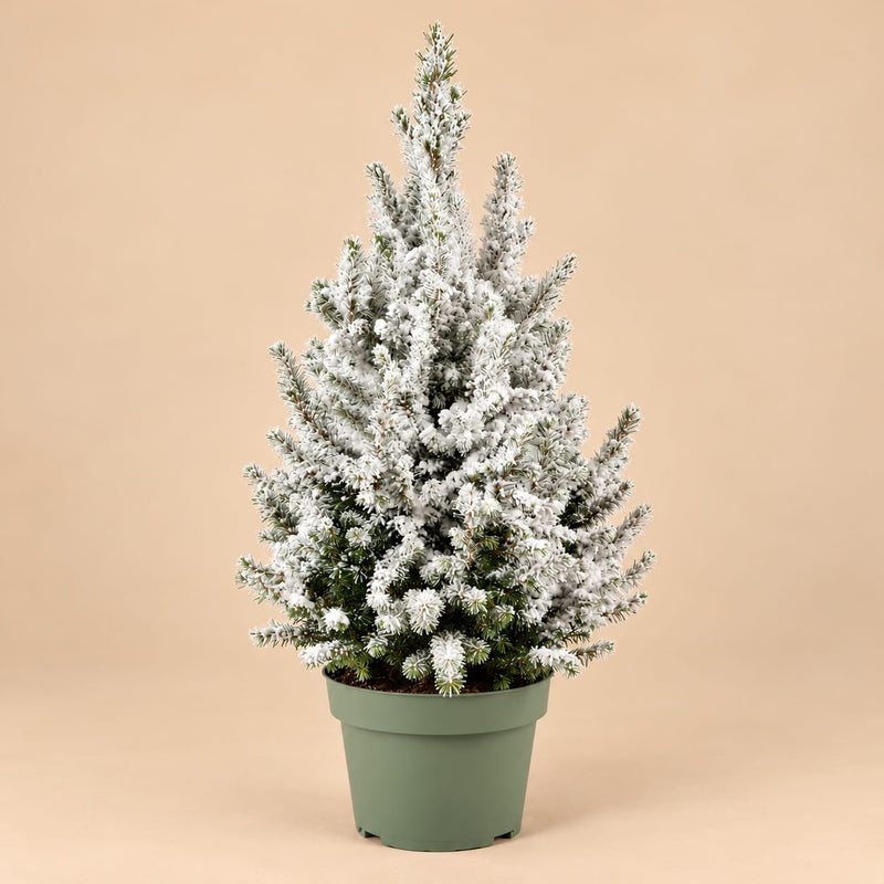 Kleine kerstboom Picea glauca Conica met witte kunstsneeuw in een groene kweekpot tegen een beige achtergrond.