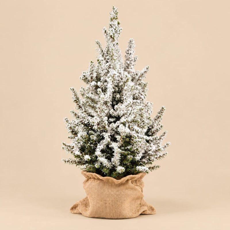 Kleine kerstboom Picea glauca Conica met witte kunstsneeuw in een naturel jute zak.