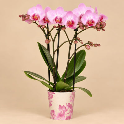 Roze orchidee met bloemen en knoppen in een witte pot met roze bloemenprint