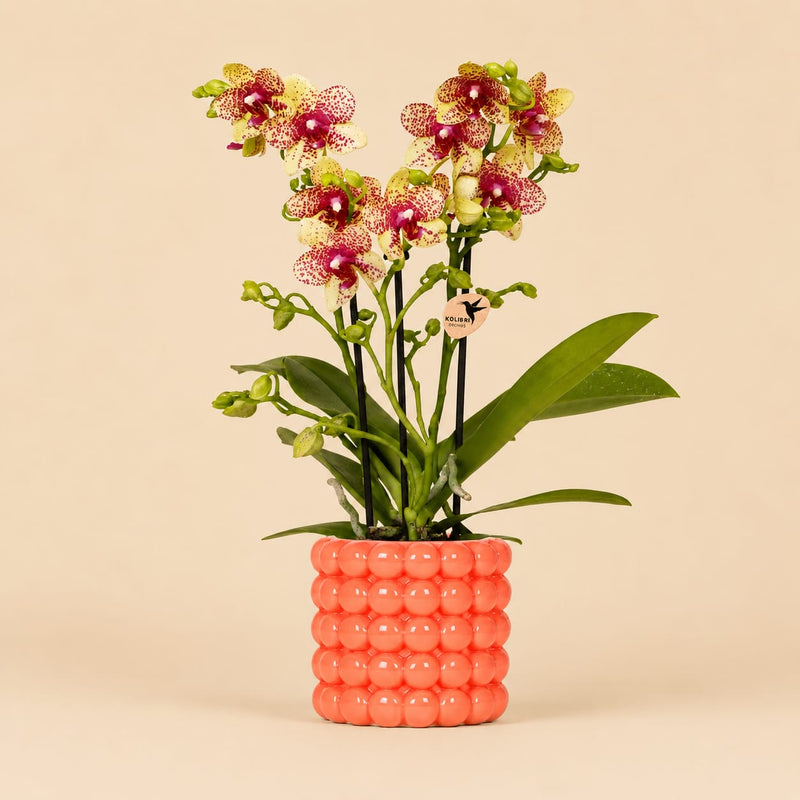 Kolibri Orchids | Oranje orchidee Grosetto met Poppy sierpot oranje– Ø9 cm