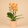 Kolibri Orchids | Niagara Falls orchidee Sunny Bunny met Poppy sierpot peach – Ø12 cm
