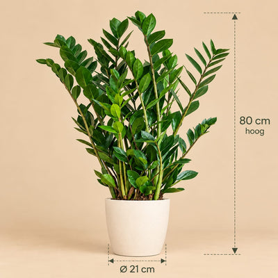Zamioculcas Zamiifolia met Potter wit - 80cm - Ø21