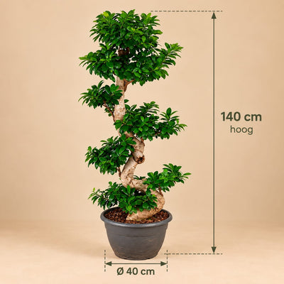 Ginseng S-vorm - 140 cm - Ø 40 cm