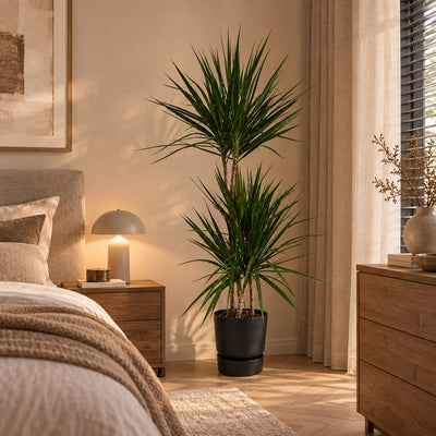 Dracaena Marginata - incl. elho Greenville Round zwart - 120 cm - Ø 21 cm