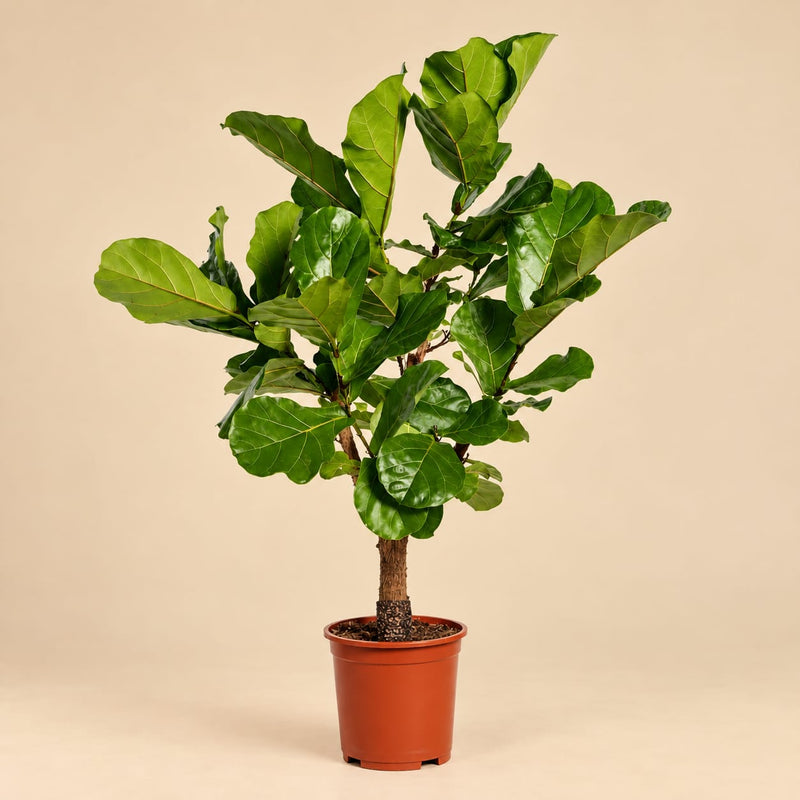 Vertakte Ficus Lyrata