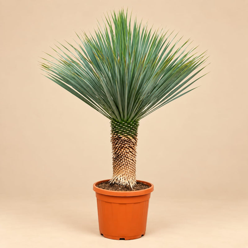 Grote Yucca Rostrata van 150-170 cm met blauwgroene bladkroon in Ø55 pot