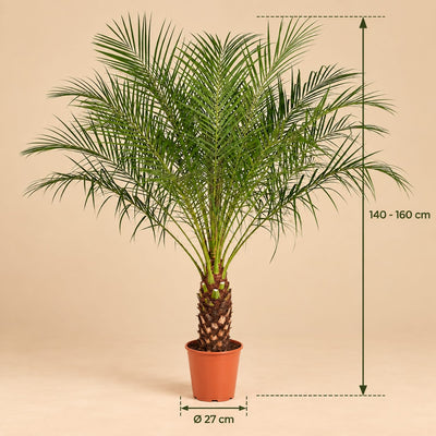 Afmetingen Phoenix Canariensis palm van 140 cm met donkergroene geveerde bladeren in Ø27 pot