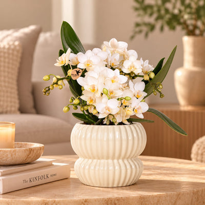 Witte Nazaré orchidee in witte Horizon sierpot op een houten tafel in de woonkamer