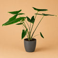 {{ product.title }} | Flora Cadeau