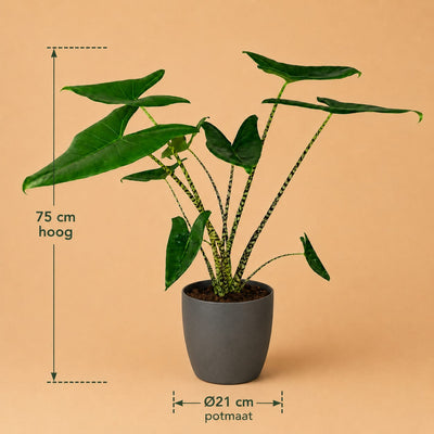 {{ product.title }} | Flora Cadeau
