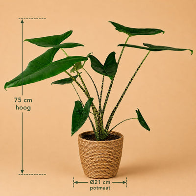 {{ product.title }} | Flora Cadeau