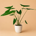 {{ product.title }} | Flora Cadeau