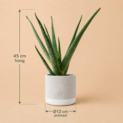 {{ product.title }} | Flora Cadeau