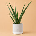 {{ product.title }} | Flora Cadeau