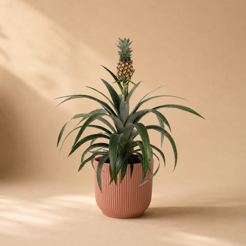 {{ product.title }} | Flora Cadeau