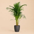 {{ product.title }} | Flora Cadeau
