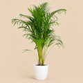{{ product.title }} | Flora Cadeau