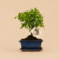 {{ product.title }} | Flora Cadeau