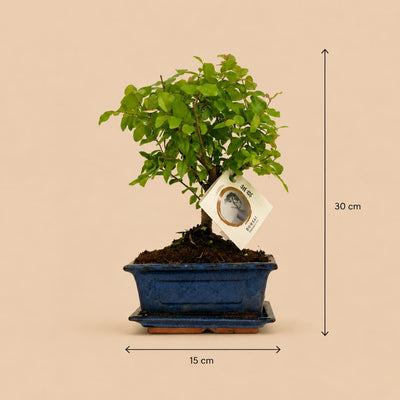 {{ product.title }} | Flora Cadeau