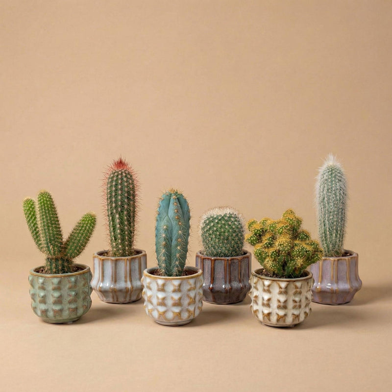 {{ product.title }} | Flora Cadeau