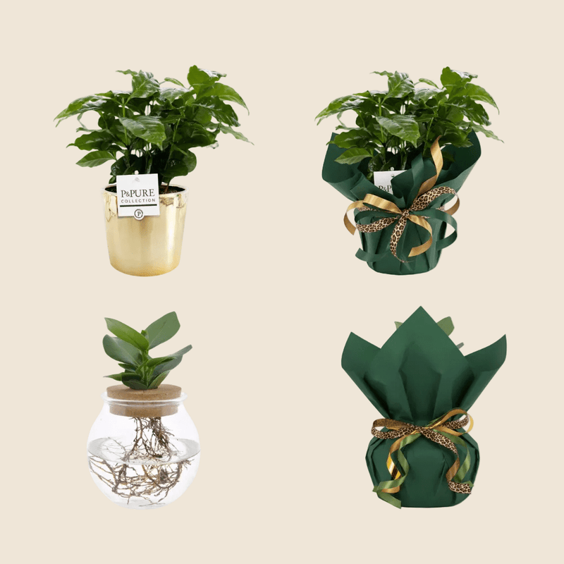 {{ product.title }} | Flora Cadeau