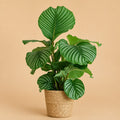 {{ product.title }} | Flora Cadeau