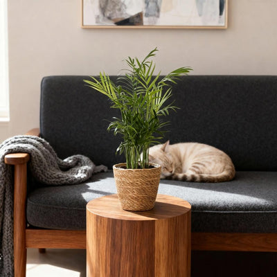 {{ product.title }} | Flora Cadeau