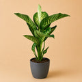{{ product.title }} | Flora Cadeau