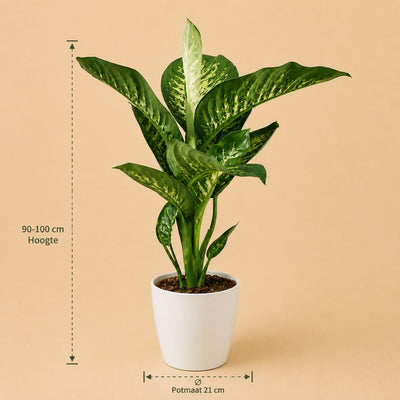 {{ product.title }} | Flora Cadeau