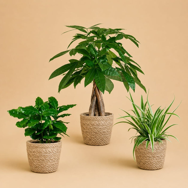 {{ product.title }} | Flora Cadeau