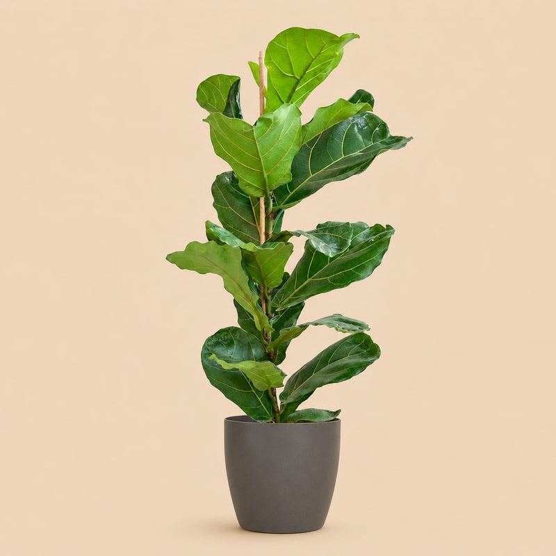 {{ product.title }} | Flora Cadeau