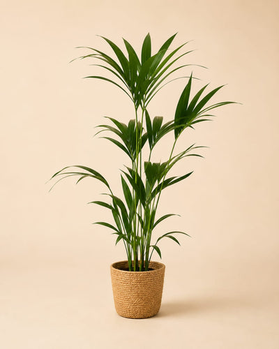 {{ product.title }} | Flora Cadeau