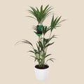 {{ product.title }} | Flora Cadeau