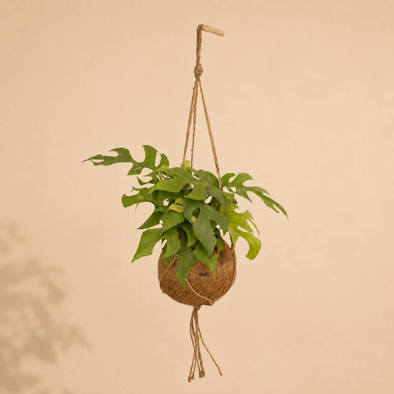 {{ product.title }} | Flora Cadeau