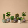 {{ product.title }} | Flora Cadeau