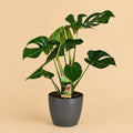 {{ product.title }} | Flora Cadeau