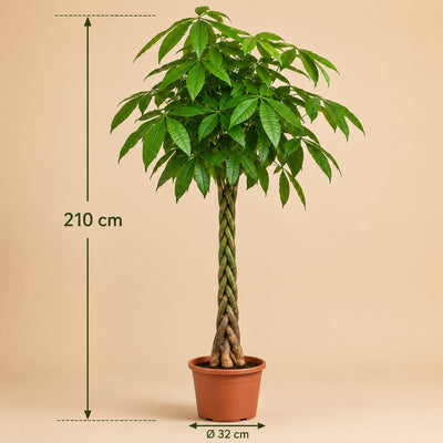 {{ product.title }} | Flora Cadeau