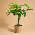 {{ product.title }} | Flora Cadeau