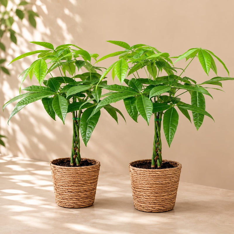 {{ product.title }} | Flora Cadeau